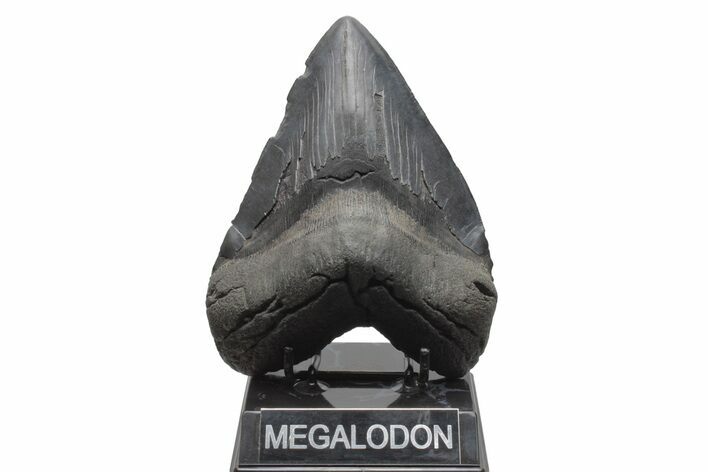 Fossil Megalodon Tooth - Very Heavy River Meg #221784